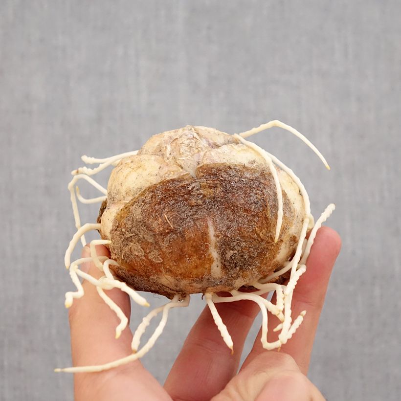 Example of Fritillaire imperialis Rubra - Couronne impériale Bulbe calibre 24+ as you get in automne