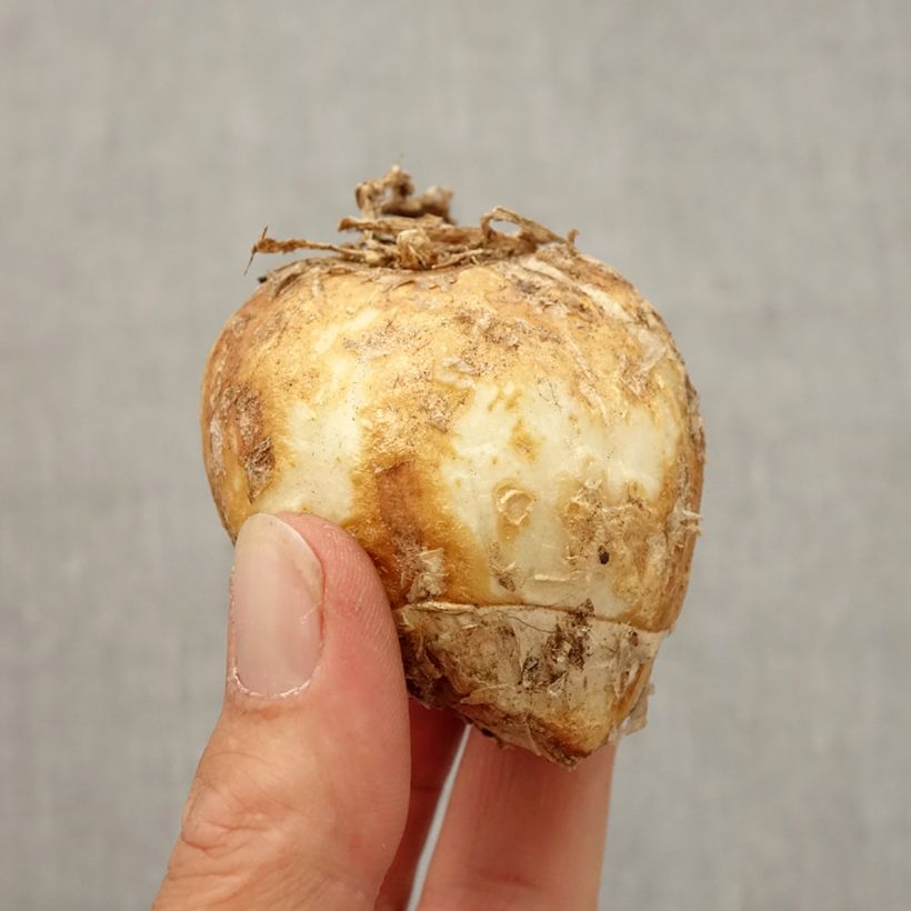 Example of Fritillaire imperialis Striped Beauty - Couronne impériale Bulbe calibre 20/24 as you get in automne