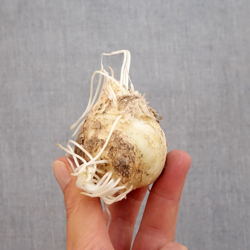 Spécimen de Fritillaire persica Adiyaman - Fritillaire de Perse noire Bulbe calibre 20+ tel que livré en automne