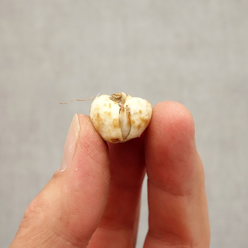 Spécimen de Fritillaire pintade - Fritillaria meleagris Alba Bulbe size 5+ tel que livré en automne