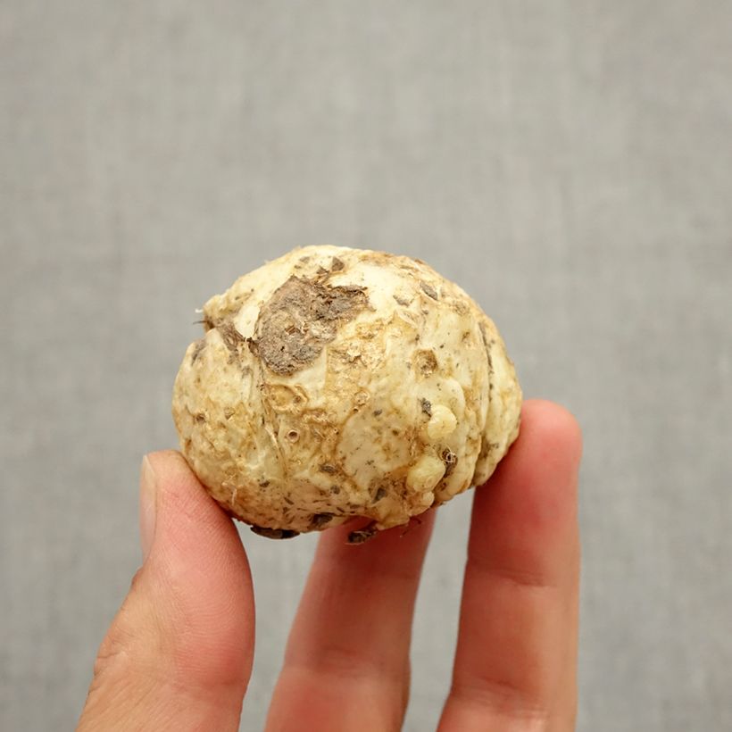 Example of Fritillaire sewerzowii* ou Korolkowia sewerzowii Bulbe calibre I as you get in automne