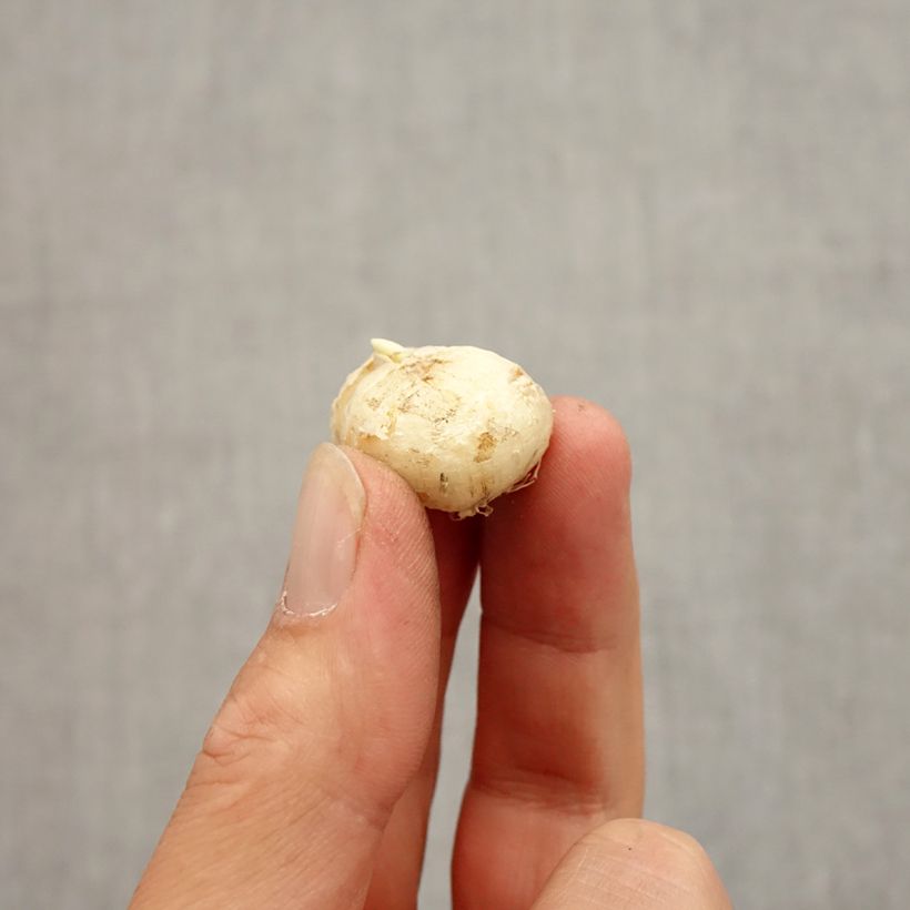 Example of Fritillaire uva-vulpis Bulbe calibre 7+ as you get in automne