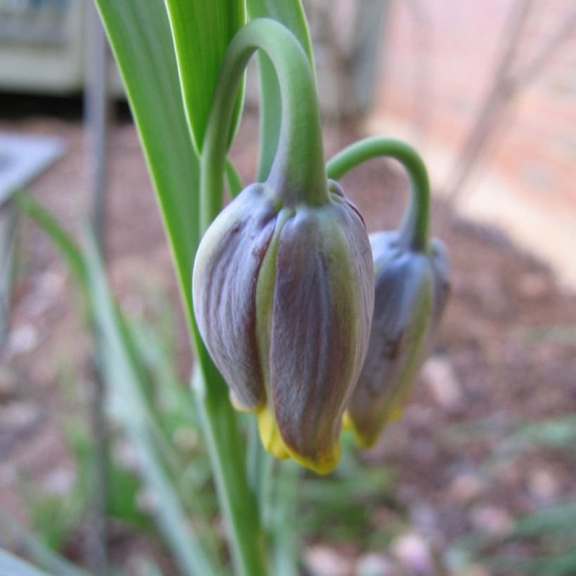 Fritillaire uva-vulpis (Flowering)