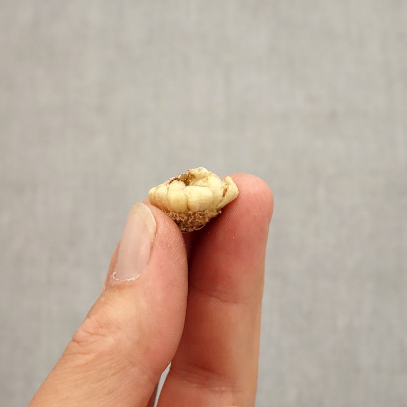 Spécimen de Fritillaria crassifolia ssp crassifolia - Fritillaire botanique Bulbe calibre 6+ tel que livré en automne