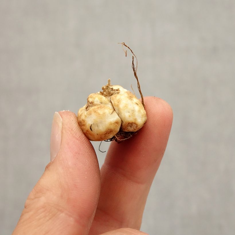 Spécimen de Fritillaria davisii - Fritillaire botanique Bulbe calibre 5+ tel que livré en automne