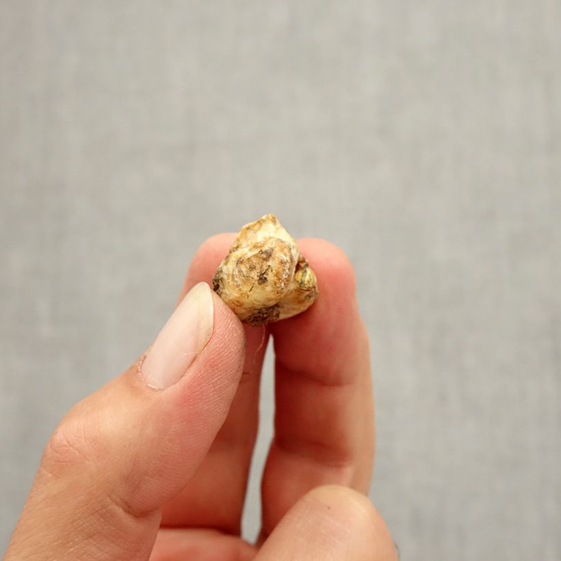 Spécimen de Fritillaria liliacea - Fritillaire botanique Bulbe calibre I tel que livré en automne