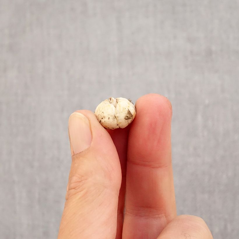 Example of Fritillaria olivieri - Fritillaire botanique Bulbe calibre I as you get in automne