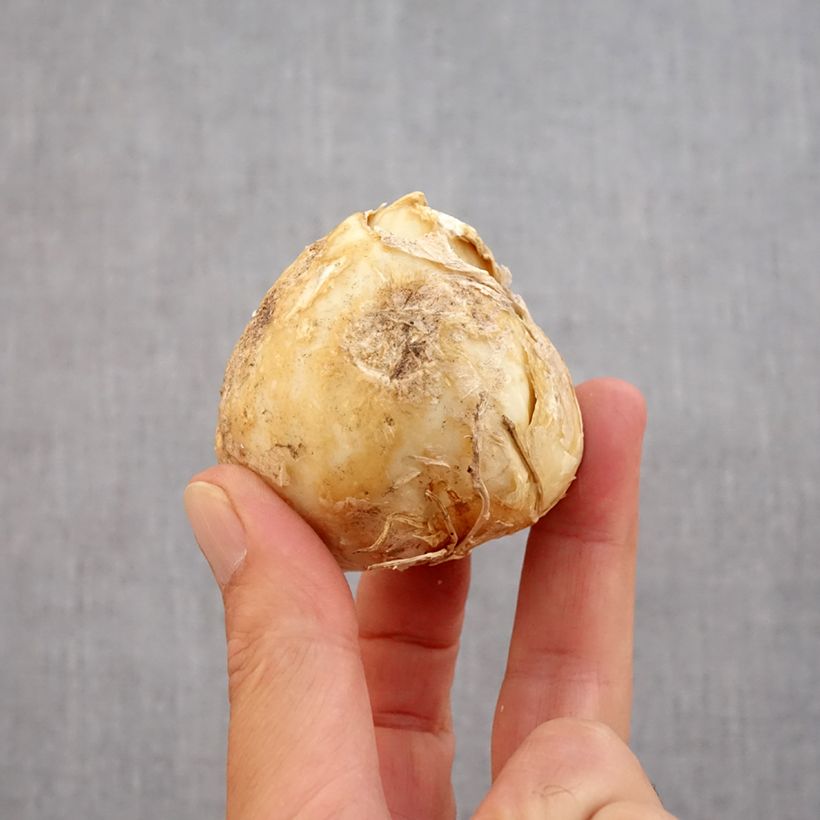 Example of Fritillaria persica Purple Dynamite - Fritillaire de Perse  Bulbe calibre 20+ as you get in automne