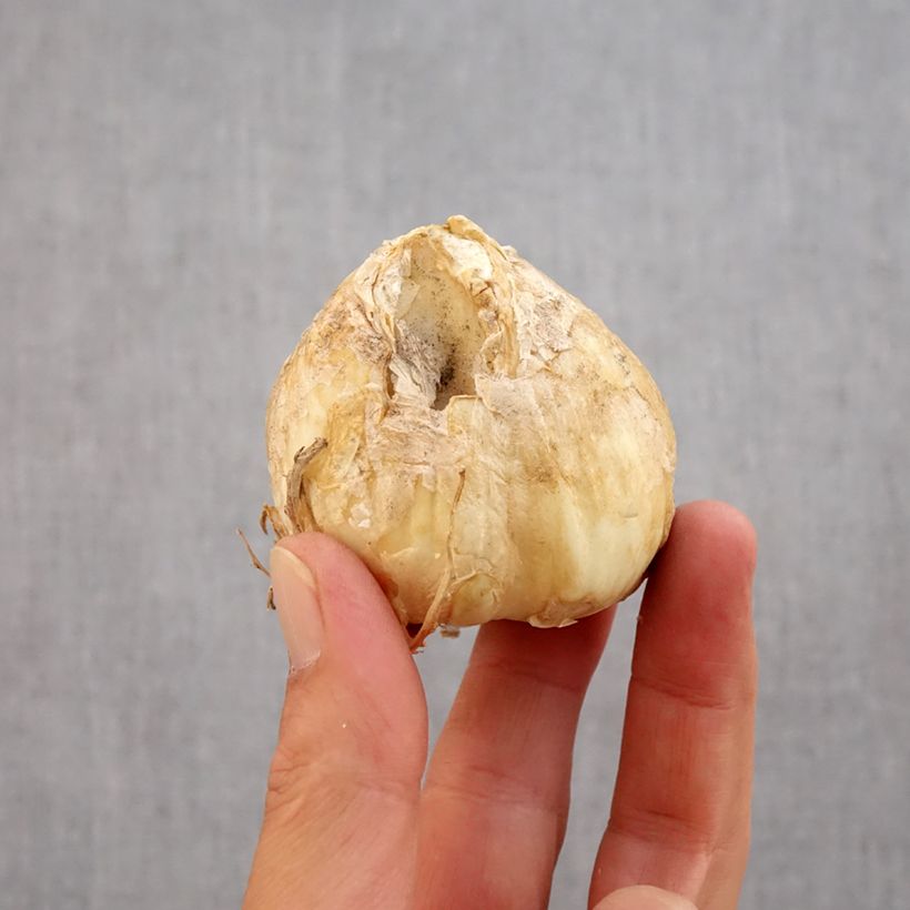 Example of Fritillaria persica Twintowers Tribute - Fritillaire de Perse Bulbe calibre 20+ as you get in automne