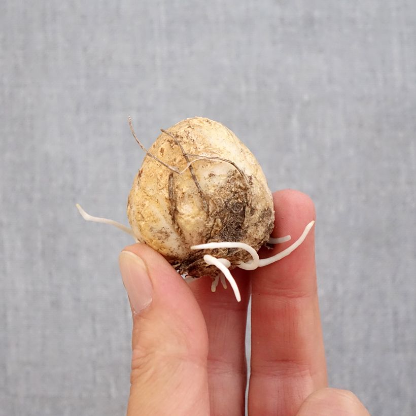 Spécimen de Fritillaria raddeana - Couronne impériale Bulbe calibre 14+ tel que livré en automne