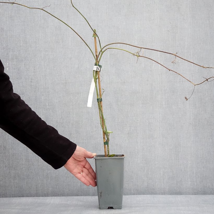 Spécimen de Fruit de la Passion jaune - Passiflora edulis f. flavicarpa Pot de 1,5L/2L tel que livré en hiver