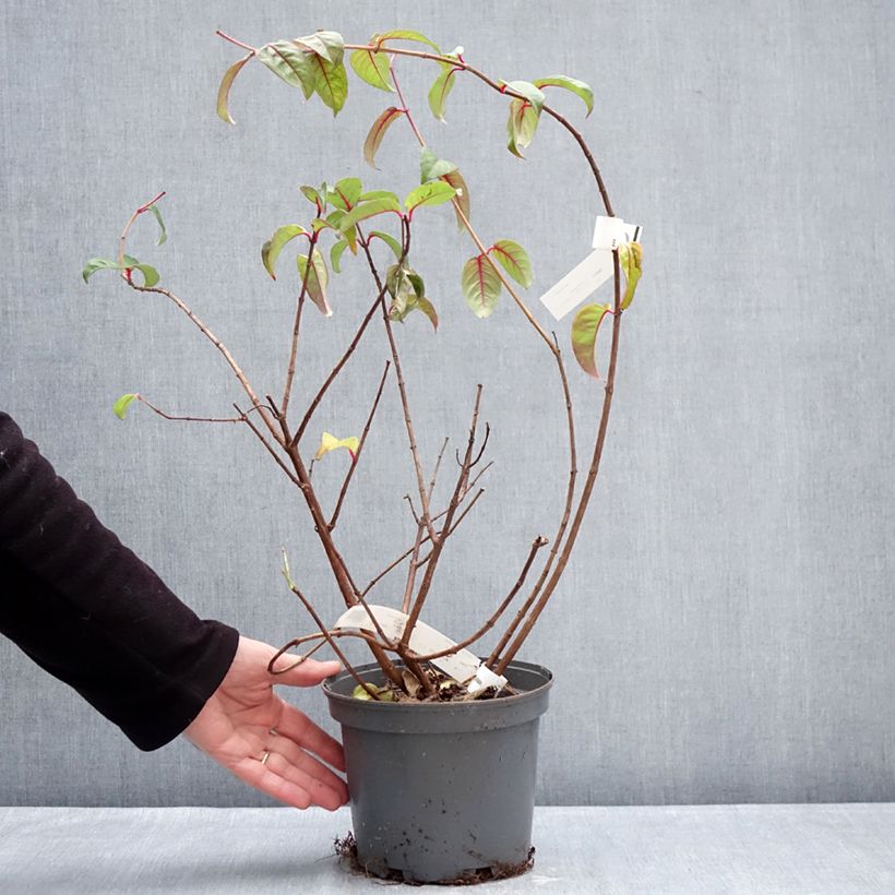Example of Fuchsia alpestris Grimpant Pot de 3L/4L as you get in hiver