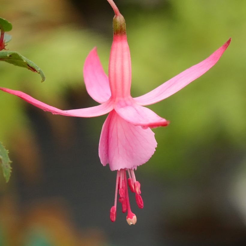 Fuchsia Beacon Rosa (Floraison)