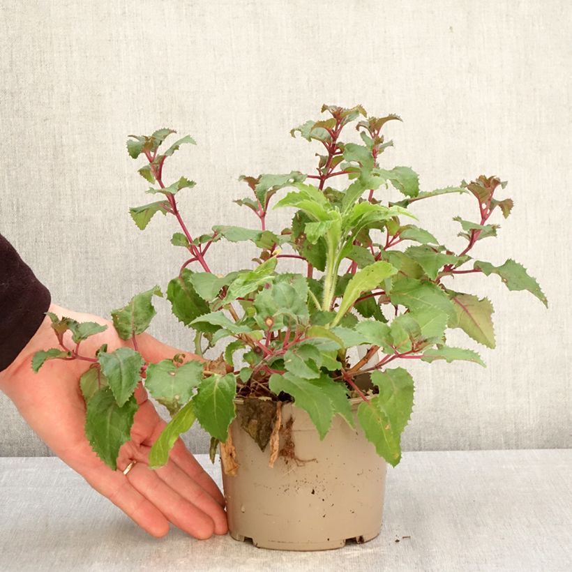 Spécimen de Fuchsia Beacon Rosa Pot de 12 cm / 13 cm tel que livré au printemps