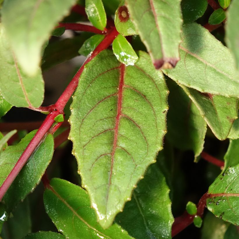 Fuchsia Bella Sacha (Feuillage)