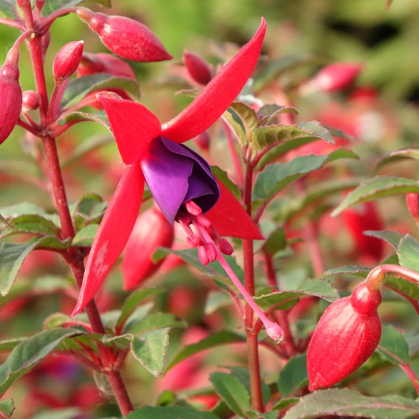 Fuchsia Bella Sacha (Floraison)