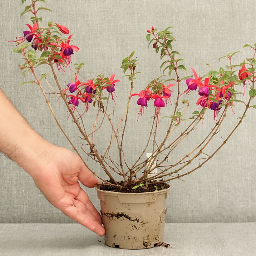 Spécimen de Fuchsia Bella Sacha Pot de 12 cm / 13 cm tel que livré en été