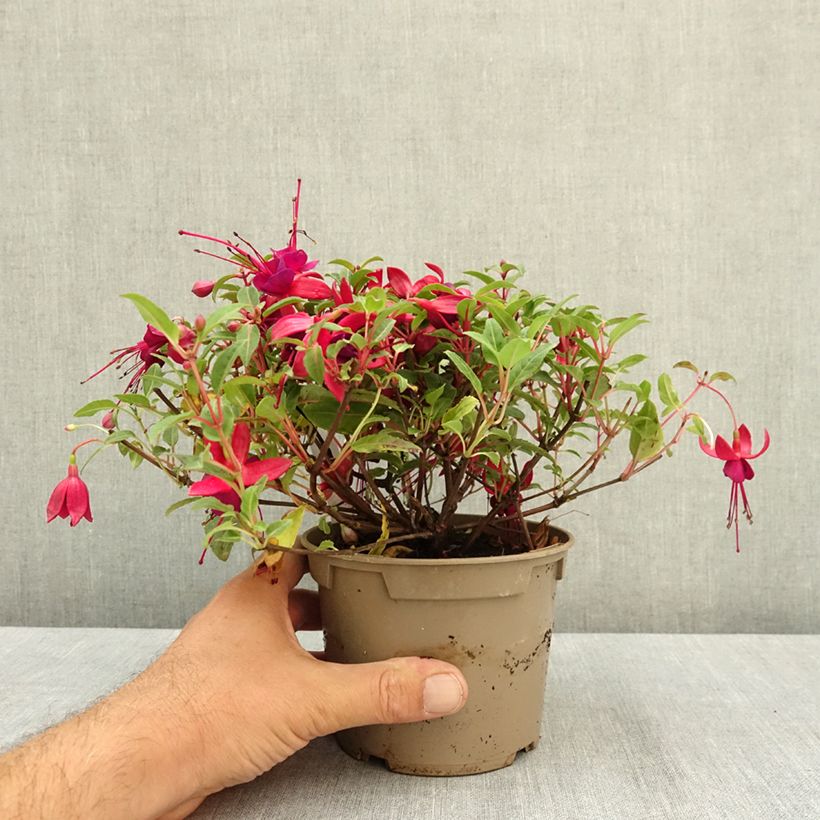 Spécimen de Fuchsia Bella Soila Pot de 12 cm / 13 cm tel que livré en été