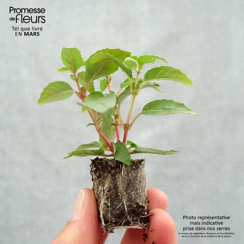 Spécimen de Fuchsia Bush Paula Jane Mini-motte Ø 3/4 cm tel que livré au printemps