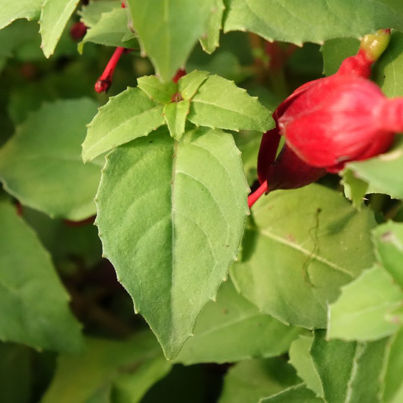 Fuchsia Chilli Red (Feuillage)