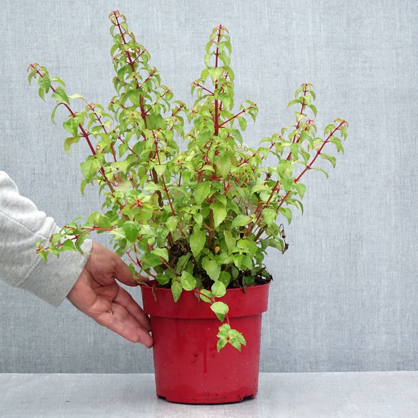 Spécimen de Fuchsia Chilli Red Pot de 3L/4L tel que livré en été