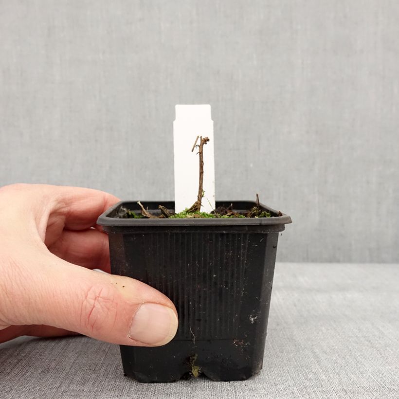 Spécimen de Fuchsia de Californie Dublin  - Epilobium canum Godet de 8/9 cm tel que livré en hiver