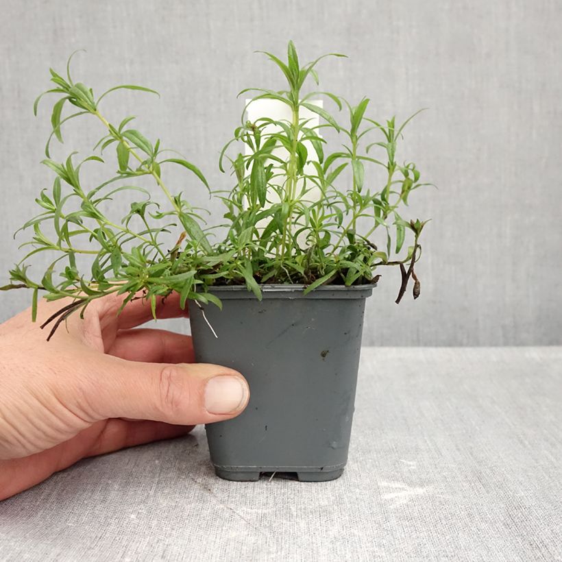 Spécimen de Fuchsia de Californie - Zauschneria californica Godet de 8/9 cm tel que livré en automne