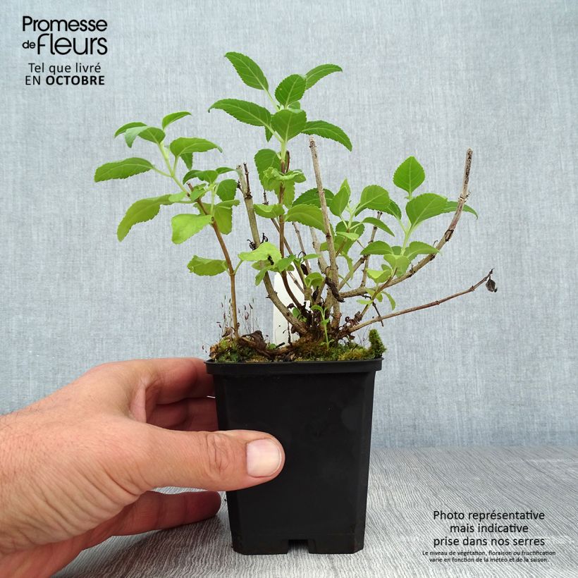Spécimen de Fuchsia du Cap - Phygelius rectus Moonraker Godet de 8/9 cm tel que livré en automne