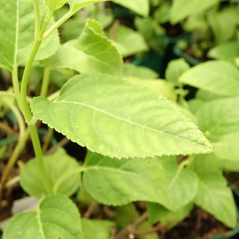 Fuchsia du Cap - Phygelius Yellow Sovereign jaune (Feuillage)