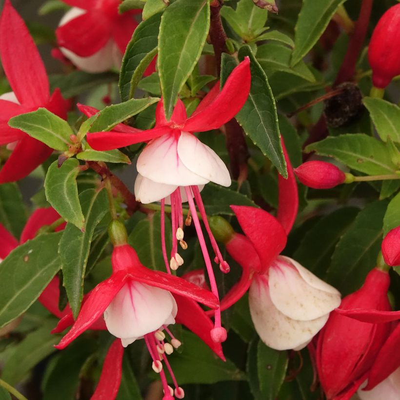 Fuchsia Ernie (Floraison)