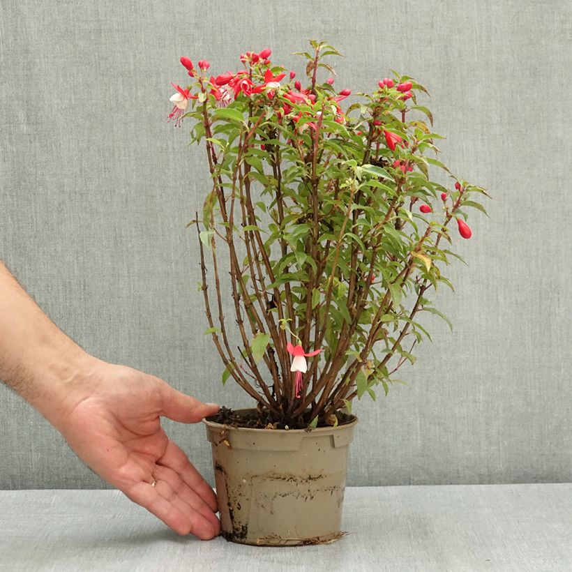 Spécimen de Fuchsia Ernie Pot de 12 cm / 13 cm tel que livré en été