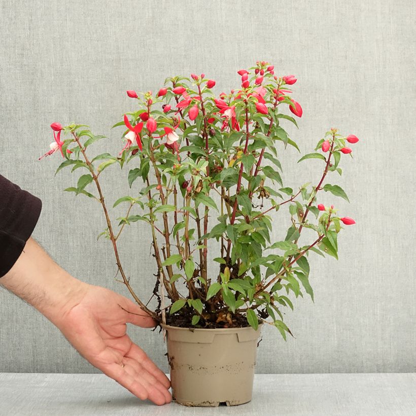 Spécimen de Fuchsia Ernie Pot de 12 cm / 13 cm tel que livré au printemps