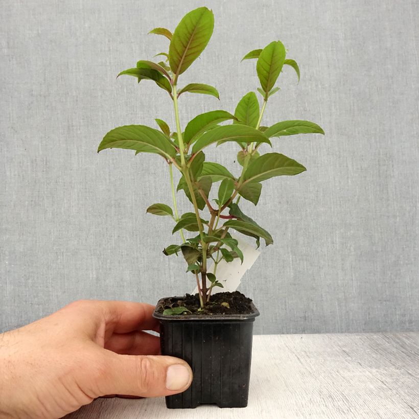 Spécimen de Fuchsia grimpant - Fuchsia Lady Boothby Godet de 8/9 cm tel que livré au printemps