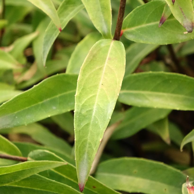Fuchsia hatschbachii - Fuchsia de Hatschbach (Feuillage)