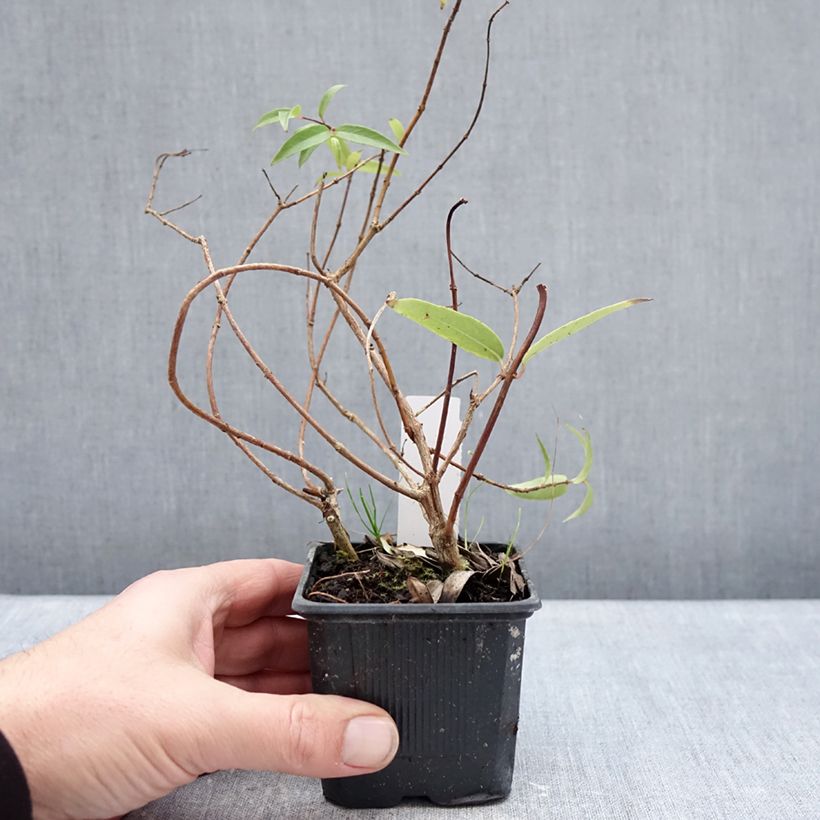 Spécimen de Fuchsia hatschbachii - Fuchsia de Hatschbach Godet de 8/9 cm tel que livré en hiver