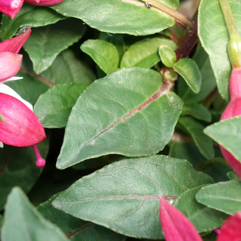 Fuchsia Jollies Madiran (Feuillage)
