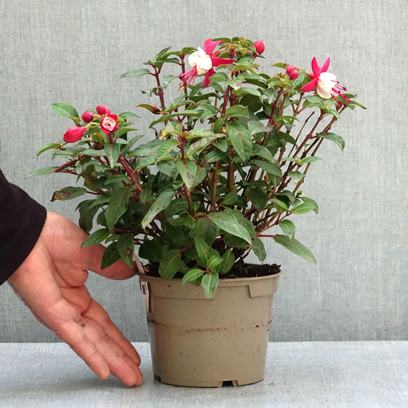 Spécimen de Fuchsia Jollies Madiran Pot de 12 cm / 13 cm tel que livré au printemps