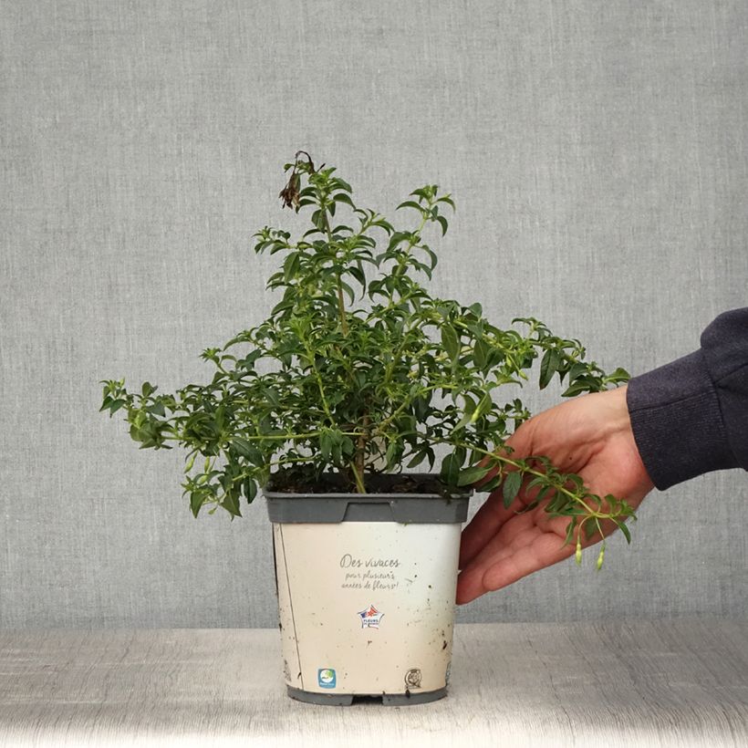 Spécimen de Fuchsia magellanica Hawkshead  Pot de 2L/3L tel que livré au printemps