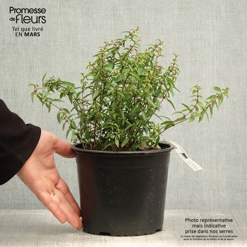 Spécimen de Fuchsia magellanica Pumila Pot de 3L/4L tel que livré au printemps