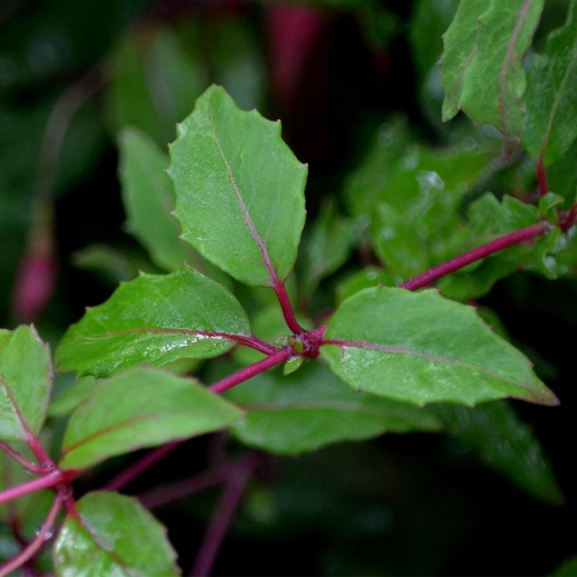 Fuchsia magellanica Riccartonii - Fuchsia de Magellan (Foliage)