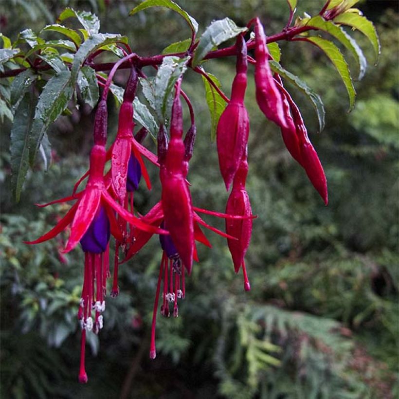 Fuchsia magellanica Riccartonii - Fuchsia de Magellan (Flowering)