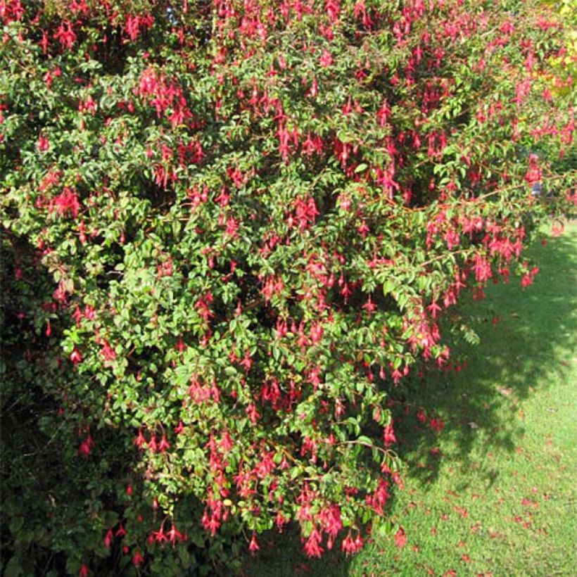 Fuchsia magellanica Riccartonii - Fuchsia de Magellan (Plant habit)