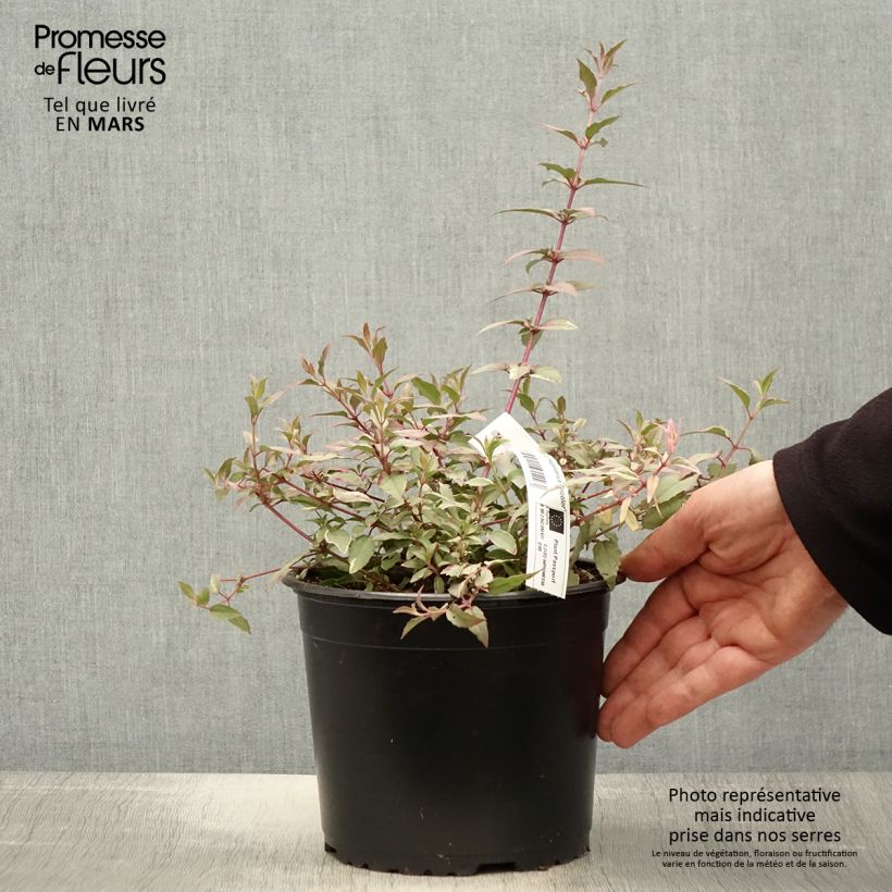 Example of Fuchsia magellanica Tricolorii Pot de 2L/3L as you get in printemps