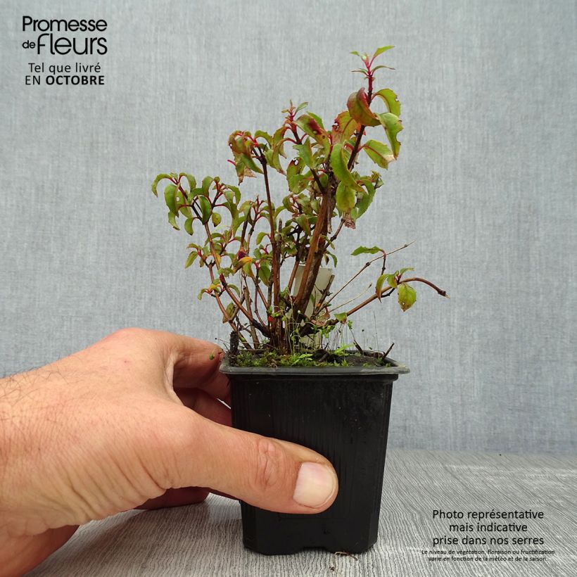 Spécimen de Fuchsia magellanica var. gracilis Godet de 8/9 cm tel que livré en automne
