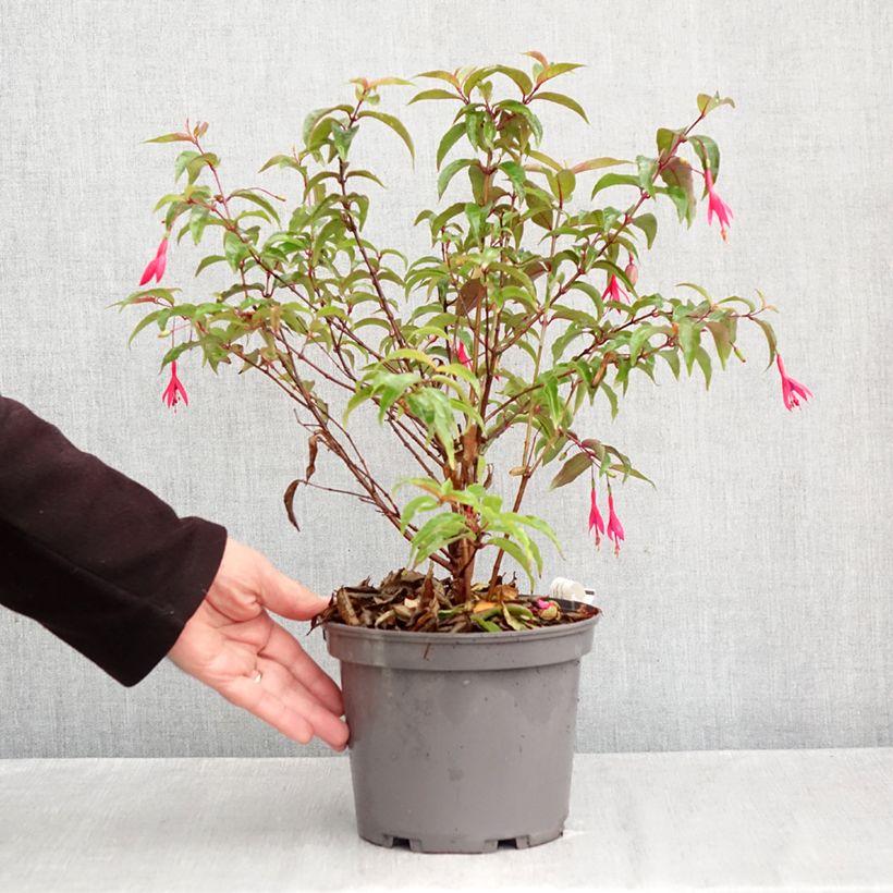 Spécimen de Fuchsia regia Regal Pot de 3L/4L tel que livré en automne