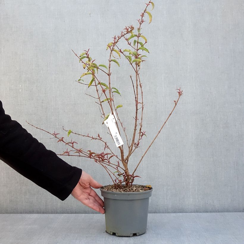 Spécimen de Fuchsia regia Regal Pot de 3L/4L tel que livré au printemps