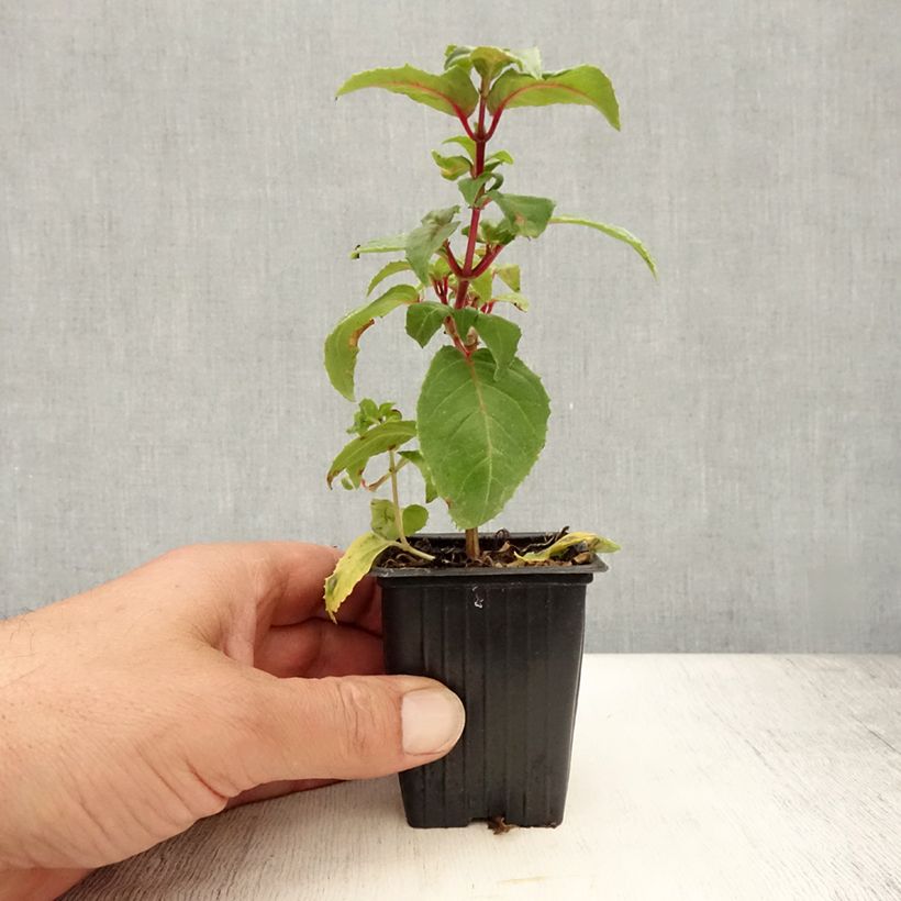 Spécimen de Fuchsia retombant Royal Mosaïc Godet de 7/8 cm tel que livré en été