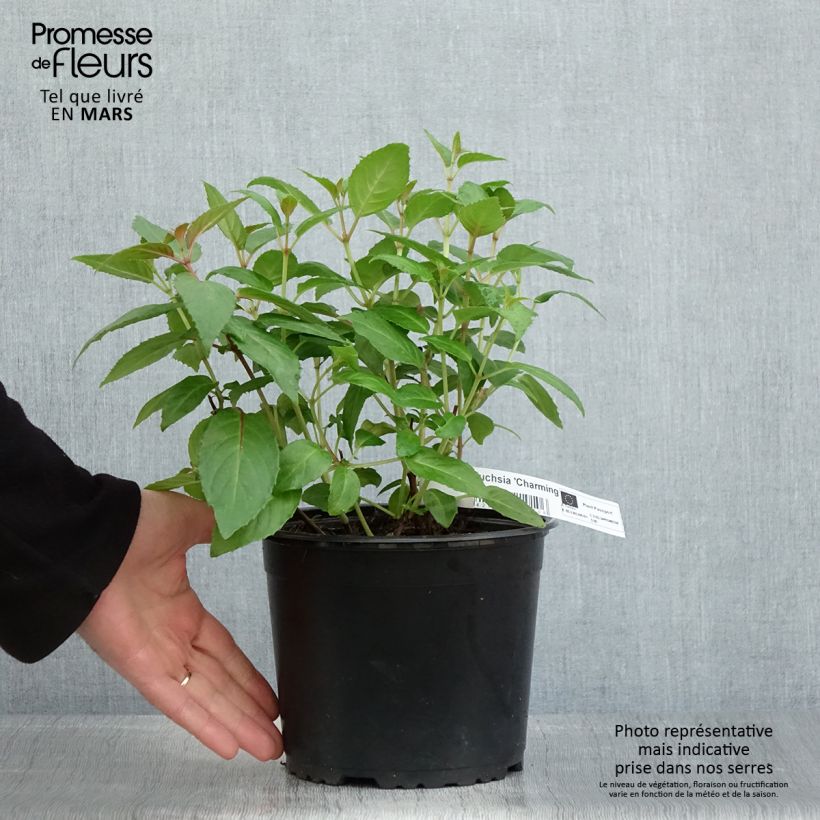 Example of Fuchsia rustique Charming Pot de 3L/4L as you get in printemps