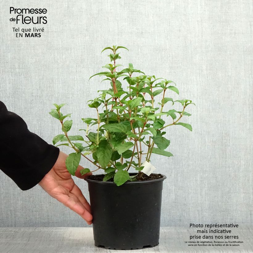 Example of Fuchsia rustique Connie Pot de 3L/4L as you get in printemps