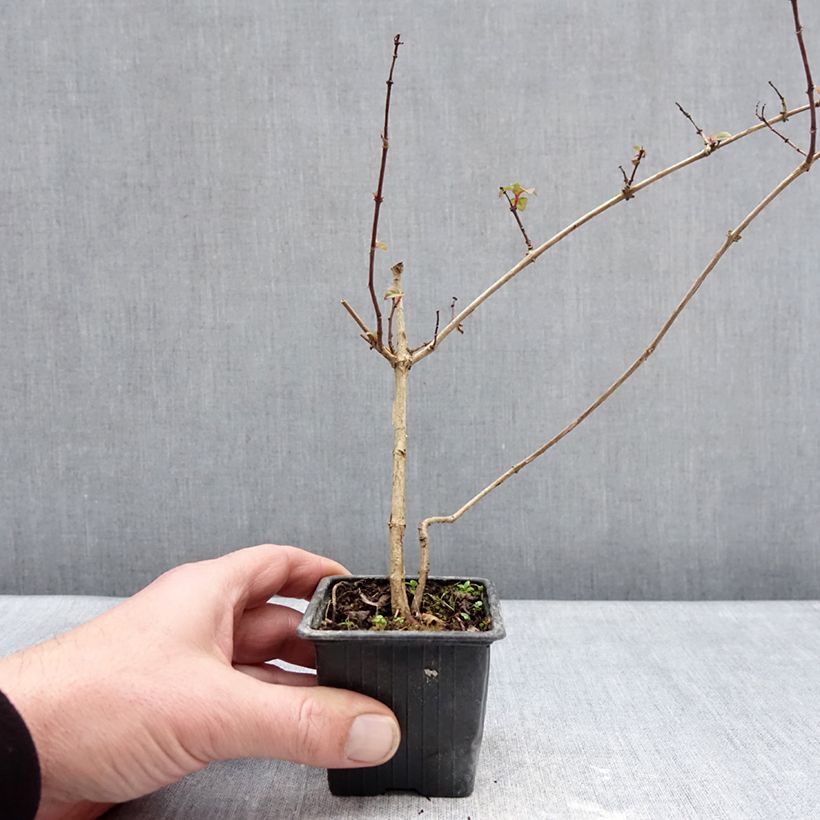 Example of Fuchsia rustique Douce France Godet de 8/9 cm as you get in hiver